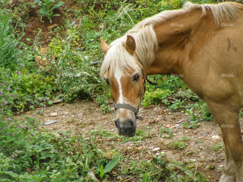 Majestic horses