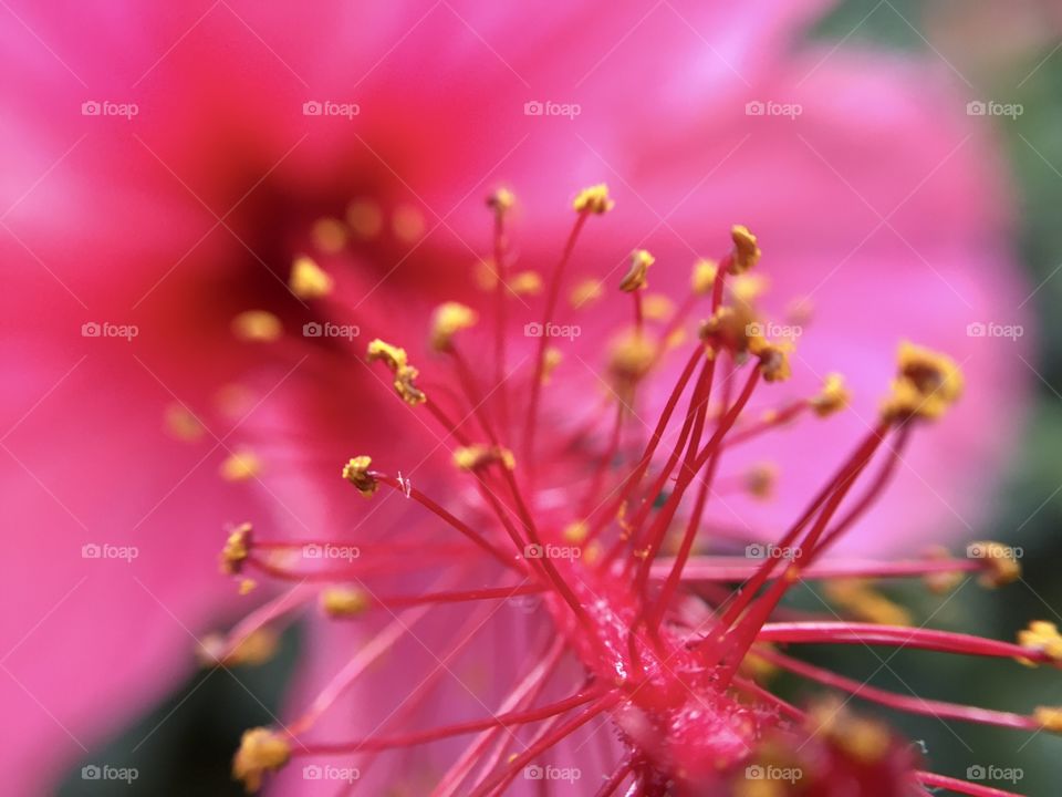 While in Hawaii, I snapped this macro shot of a bright pink hibiscus flower and its yellow stamen.
