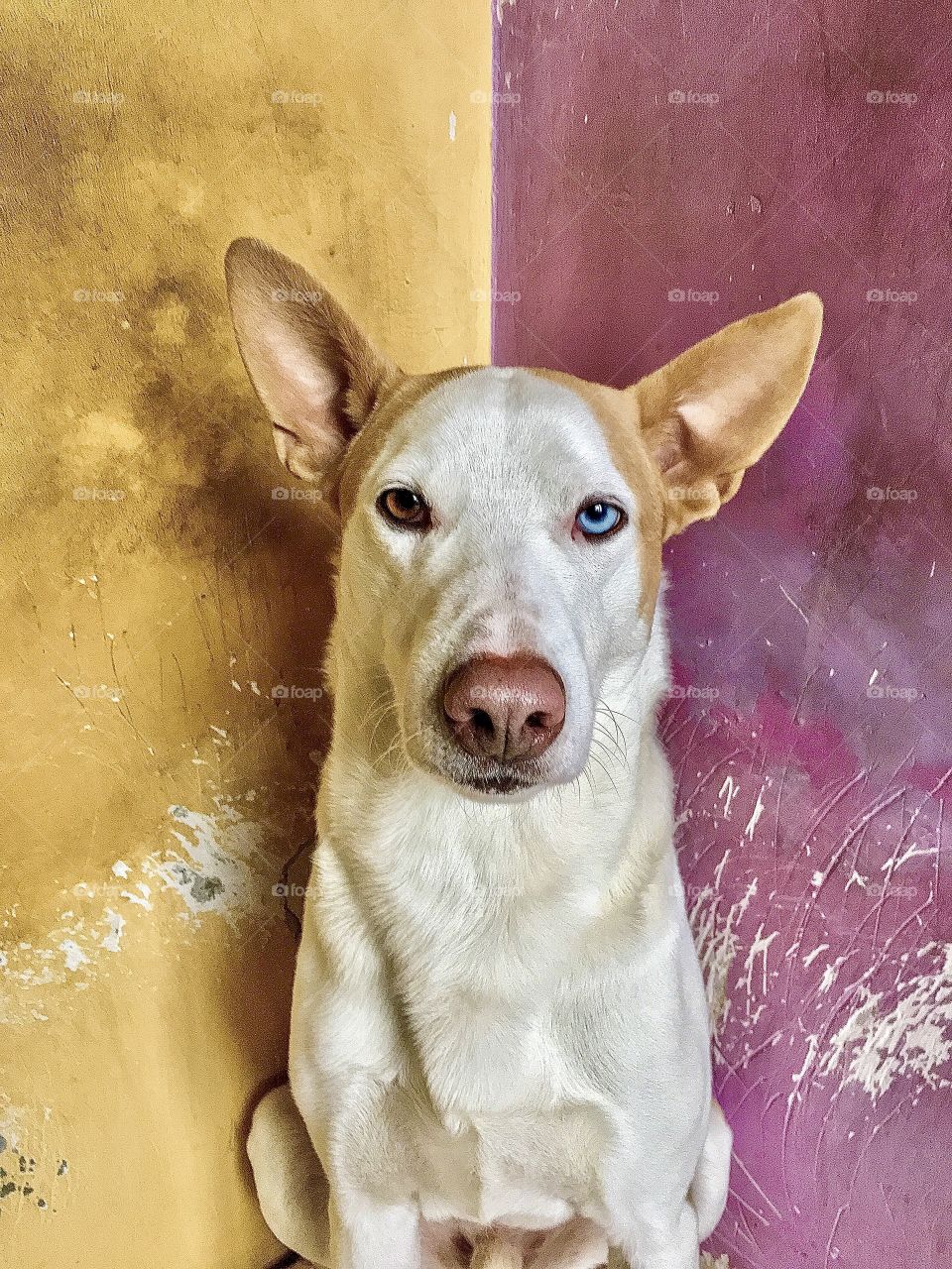 Cute dog with heterochromia, different colors of eyes. 