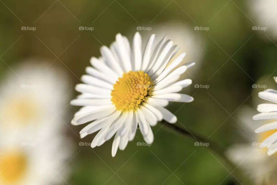 Daisy