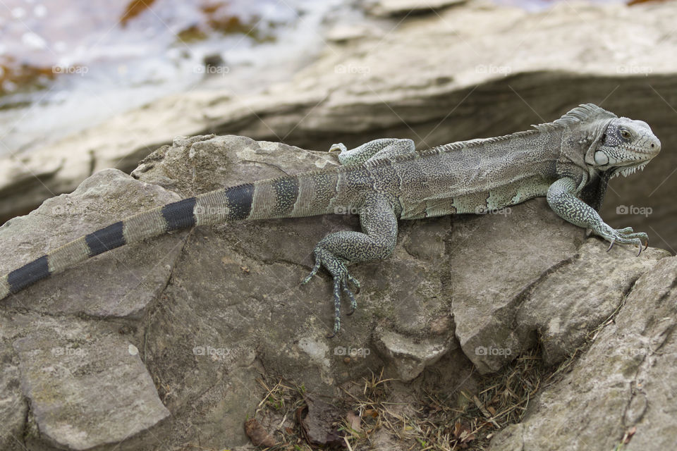 Beautiful iguana.