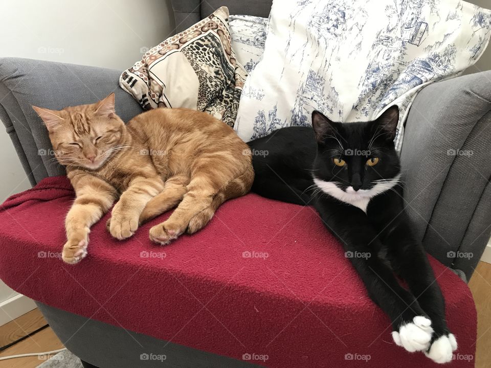Domestic cats lazing on the sofa