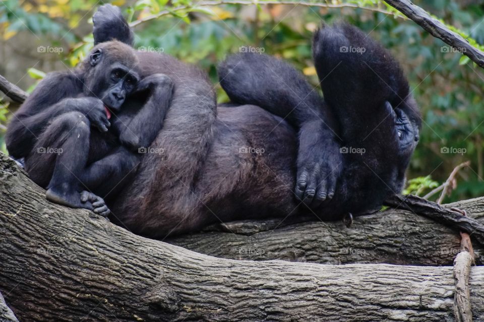 Baby gorilla with mother on tree