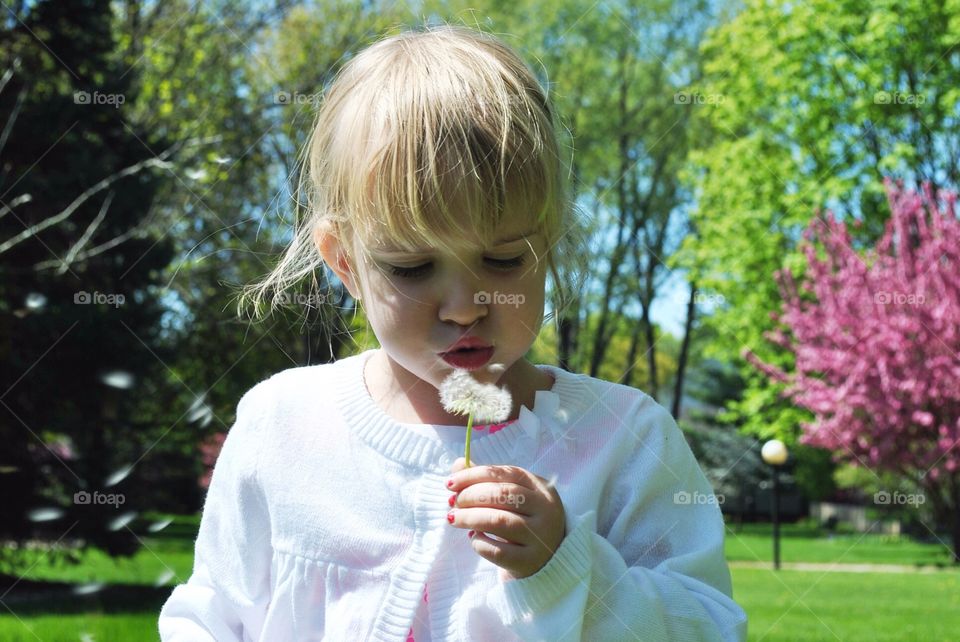 Blowing dandelion