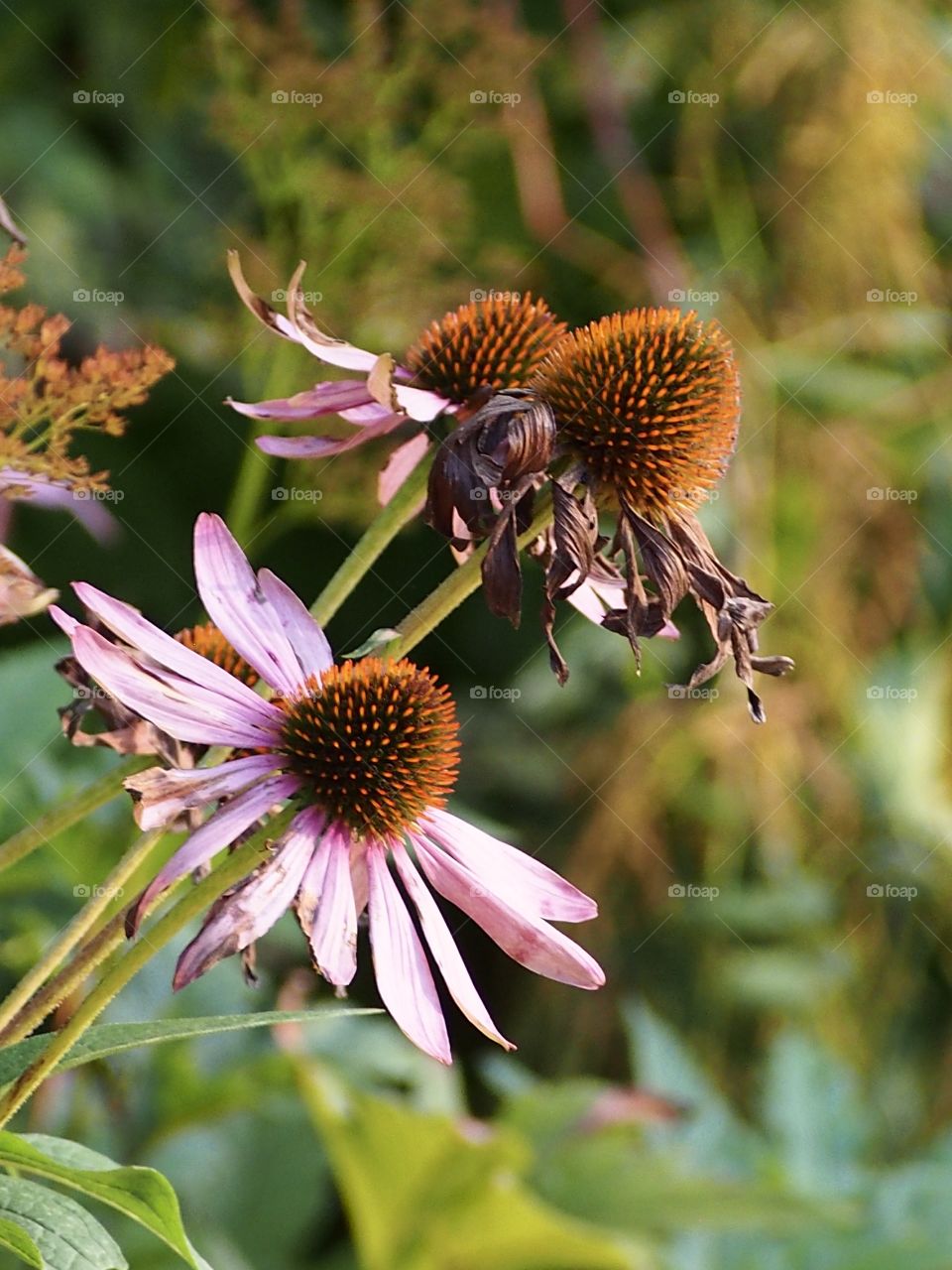 Echinacea 