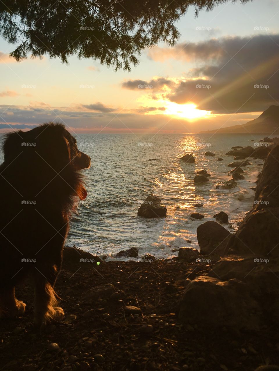 Cute doggy enjoying sunset. 