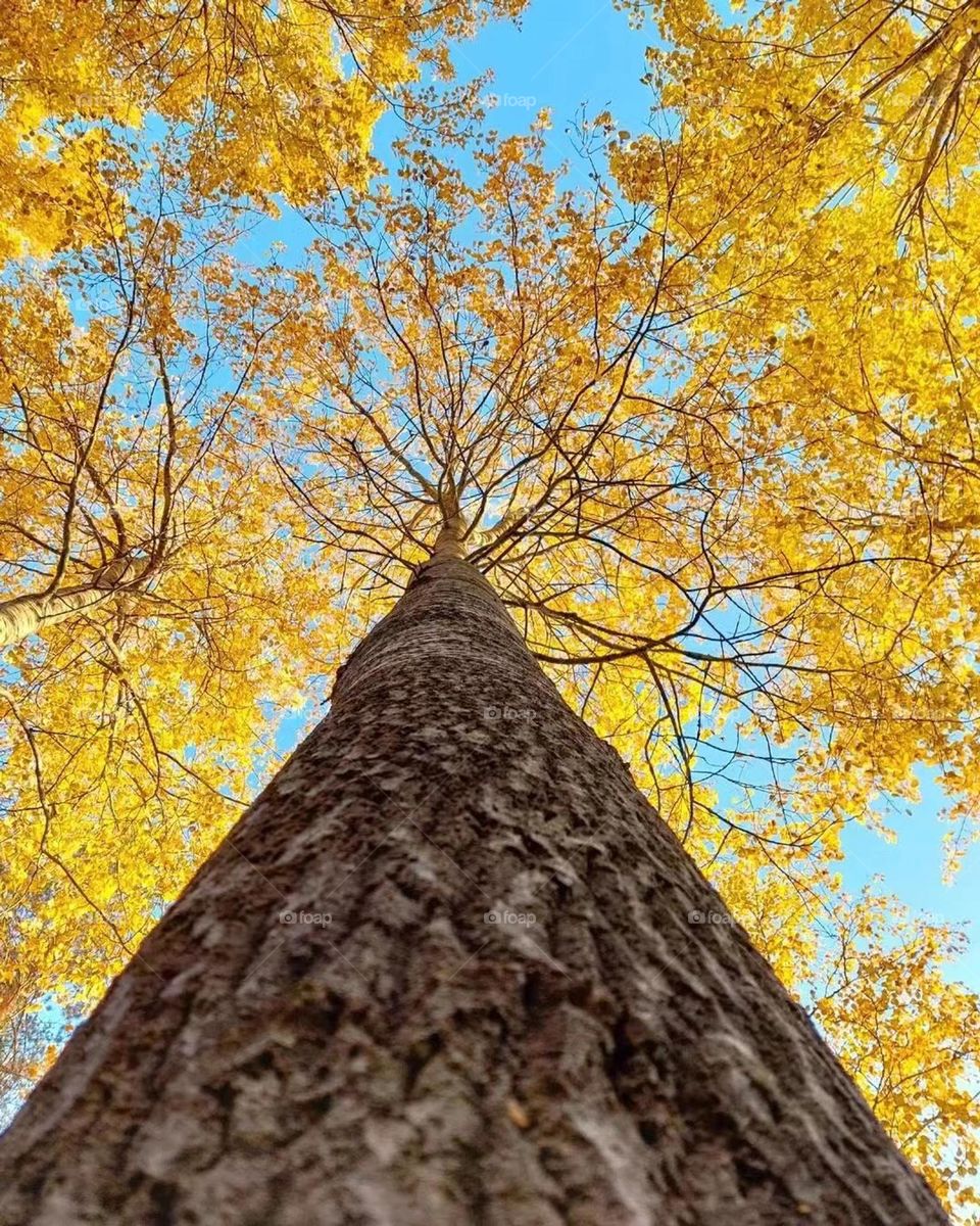 Looking up the sky in autumn ，very  beautiful.