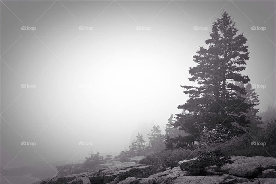 Morning fog in Maine