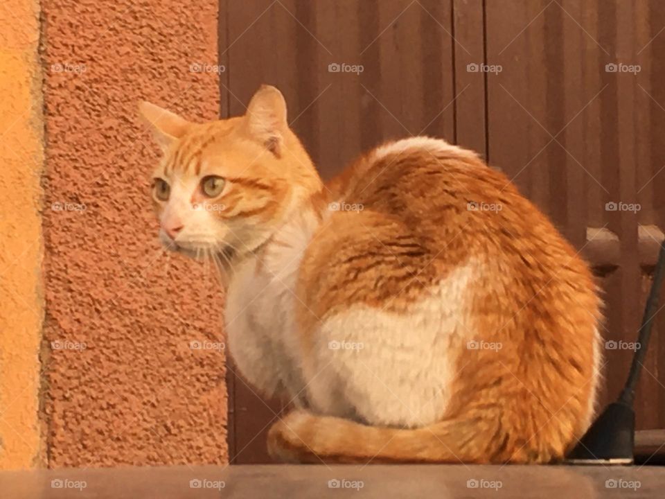 Beautiful cat looking at camera 