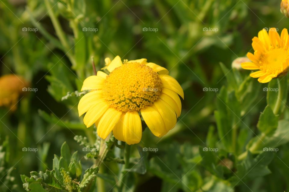 wonderful yellow flower closeup in the garden
