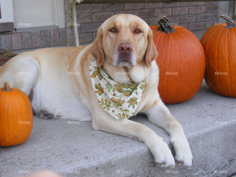 Dog wearing a autumn bandana