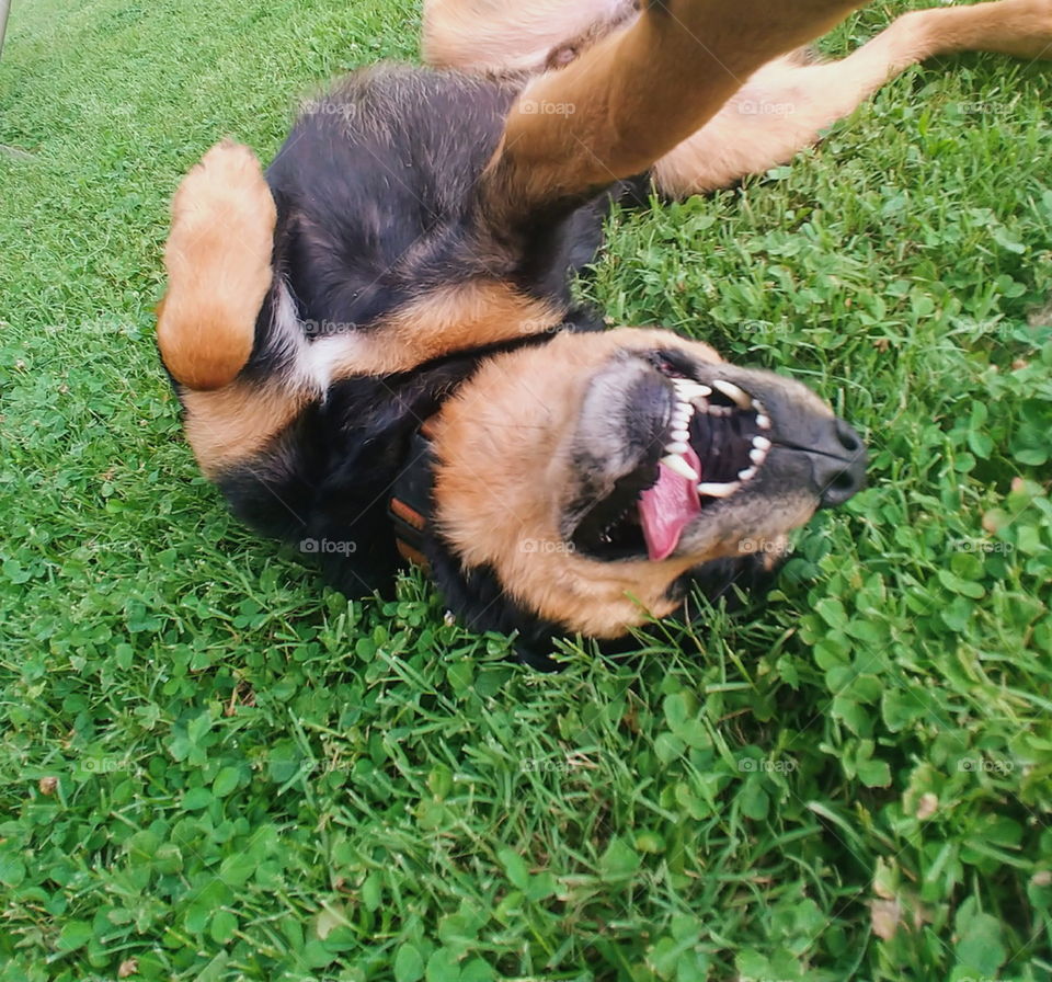 Silly dog taking his own selfie while laying in the grass cheesing, tongue out and laughing. making fun of humans.