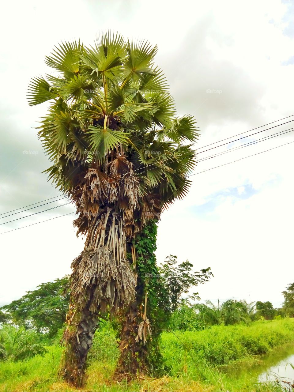 Palm ,Middle palm trees, fields and shadows
