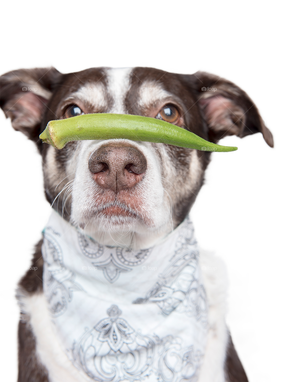 Dog with okra on nose - quiabo