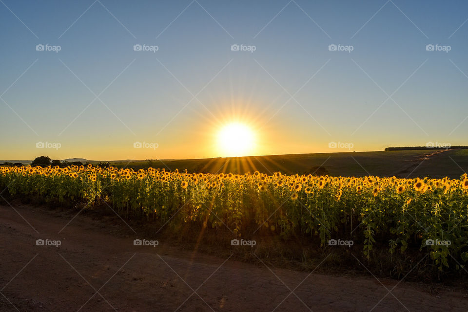 Sunflowers field during sunset
