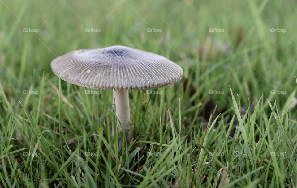 Mushroom growing out of the grass