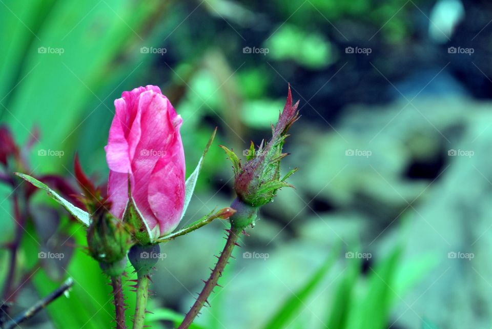 rose bud