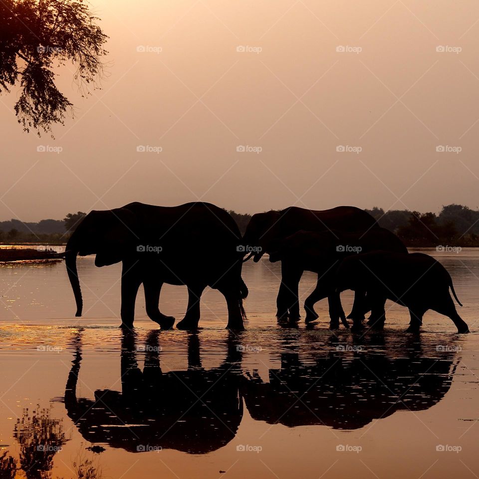 A silhouetted herd of elephants at sunset 