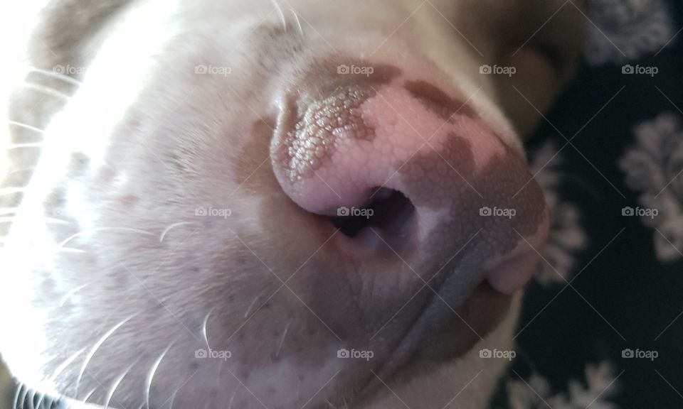 puppy  nose pattern line white  tan