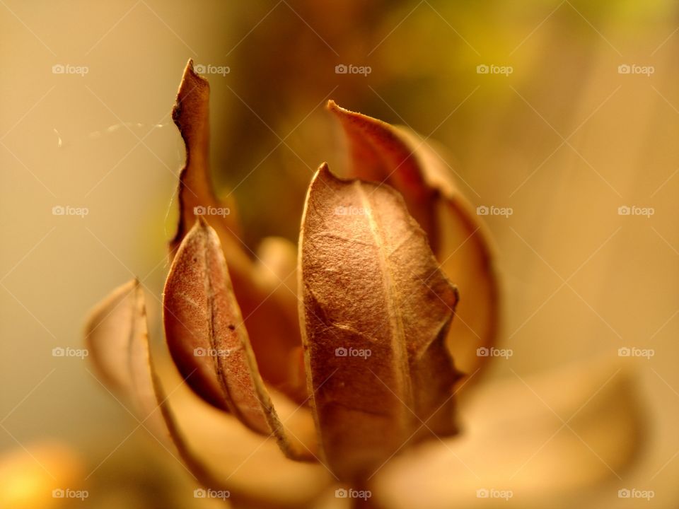 DRY LEAF'S IN SUMMER