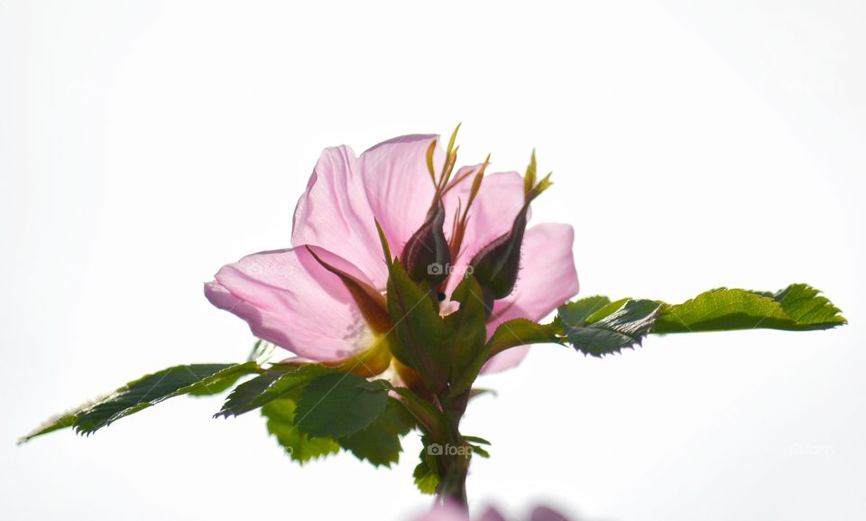 Flower, Nature, Flora, Leaf, Floral