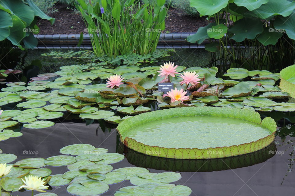 Beautiful lily pads on a warm, Summer day with blooming pink flowers and green plants growing up from the fresh, clean, and cool water. 