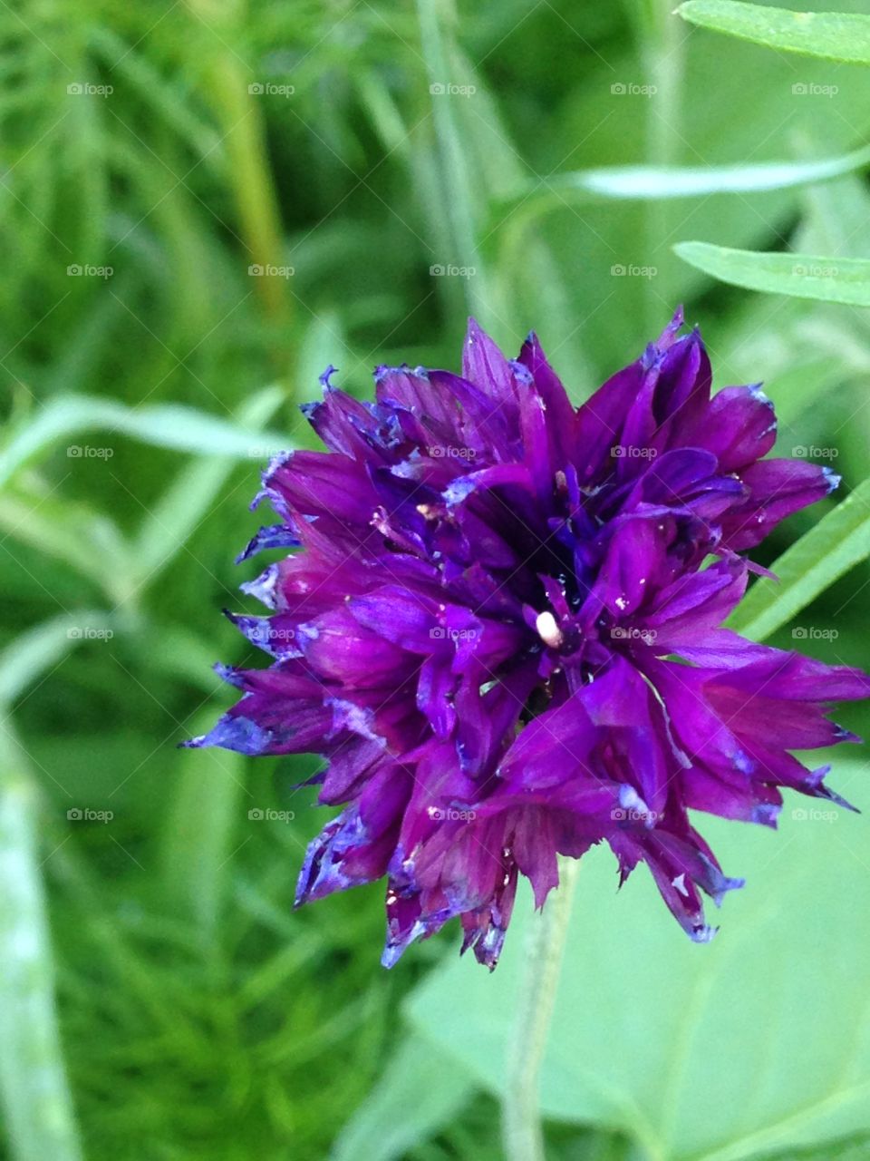 Purple flower