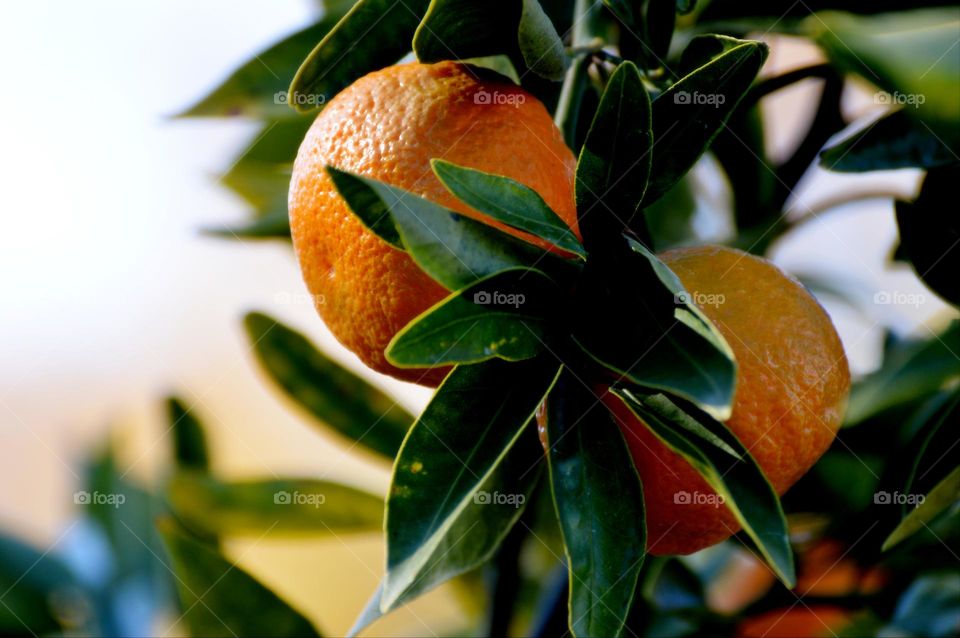 close up of a orange fruit tree in a community garden