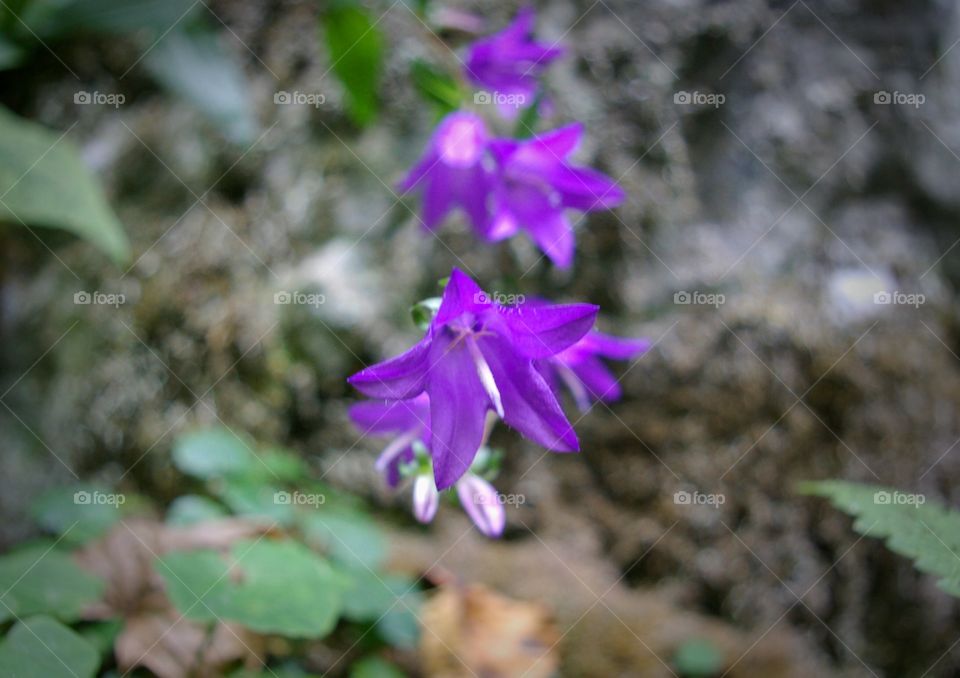 Wildflowers