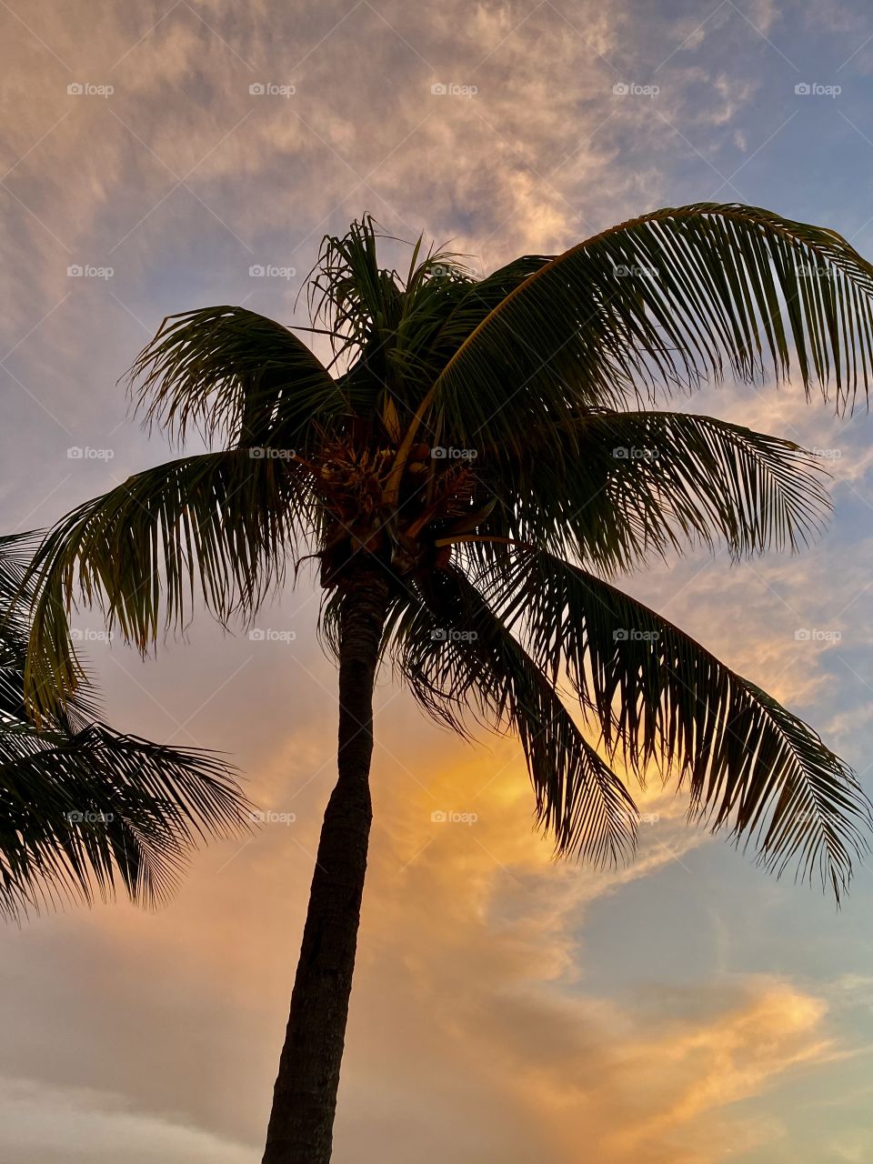 Beautiful sunset with clouds in Runway Bay Jamaica with a palm tree in front of it 