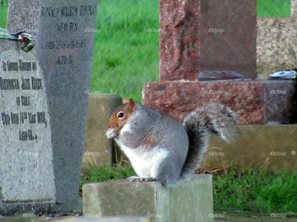 Squirrel sat on a grave stone