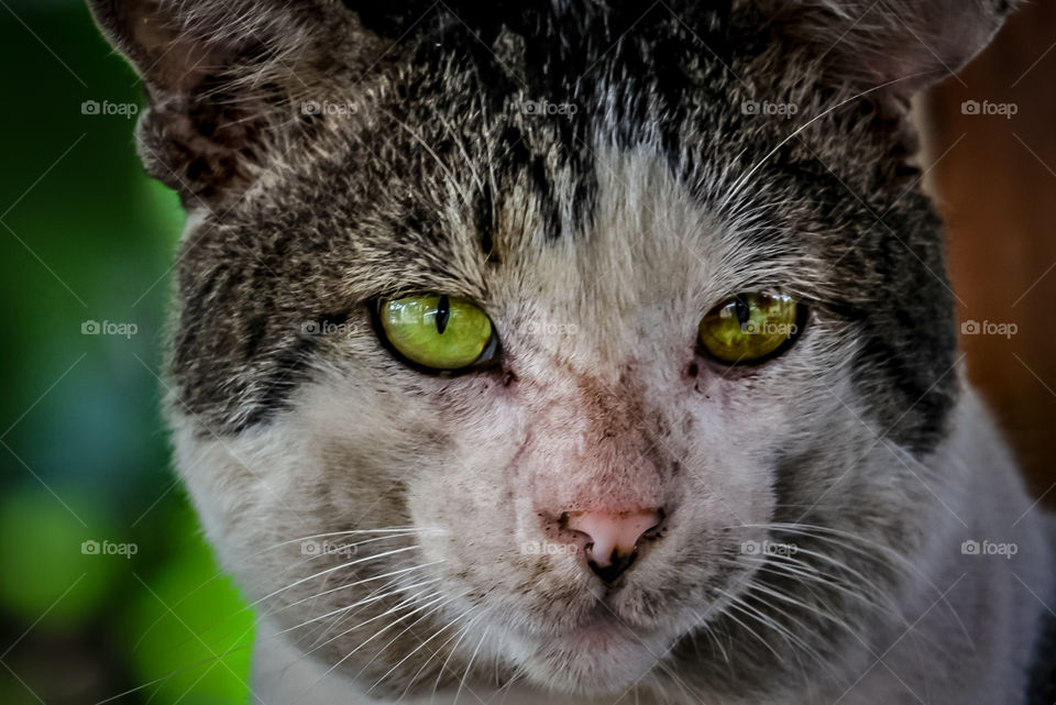 Beautiful eyes, that makes you fall in love.