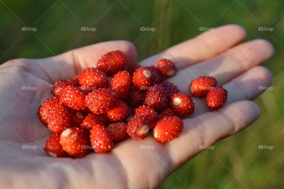 wild strawberries in the female hand in the sunset light green background, tasty healthy summer food, summer memory
