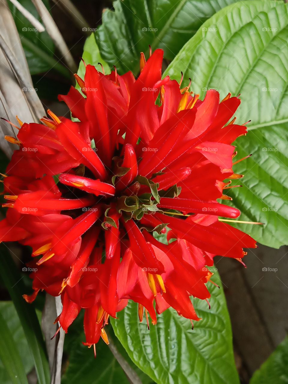 pachystachy coccinea