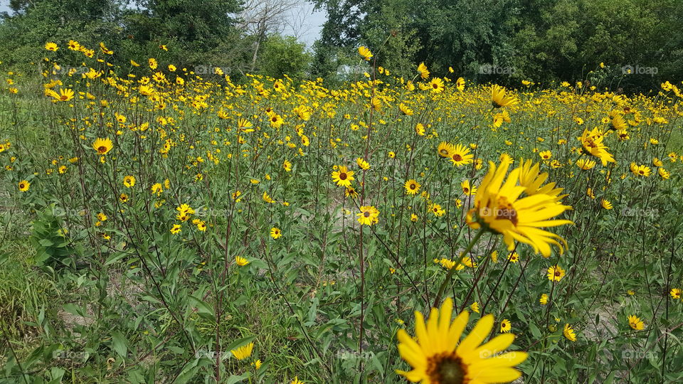 field of daisies in nature in summer