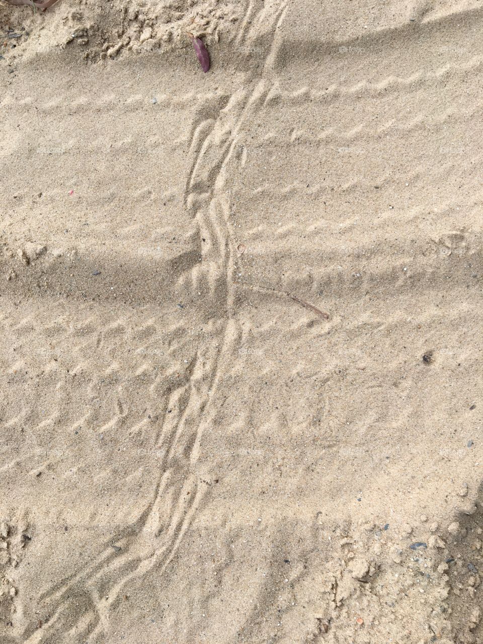 Animal prints on sand