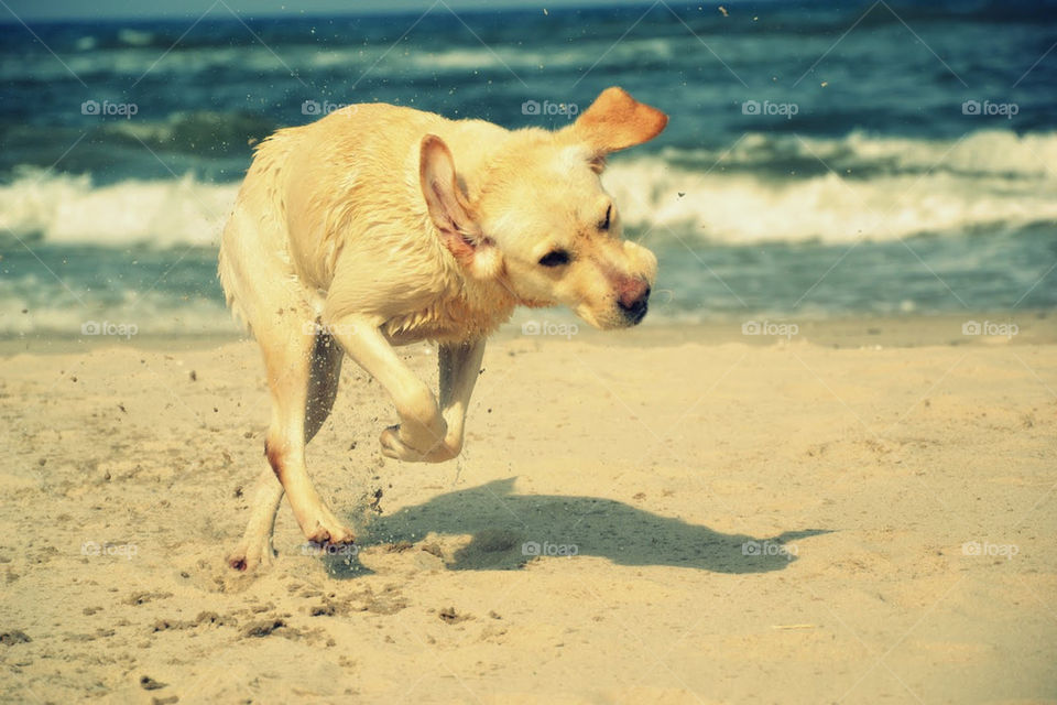 beach summer dog dogs by bubu