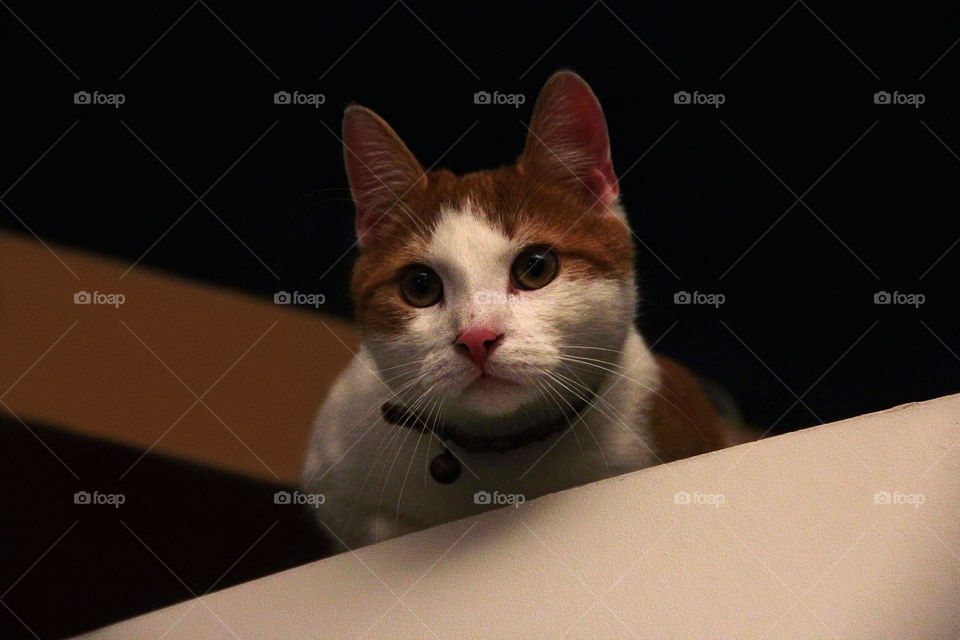 Cat looking over a table