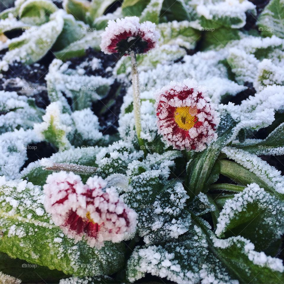 Cold frozen flowers 