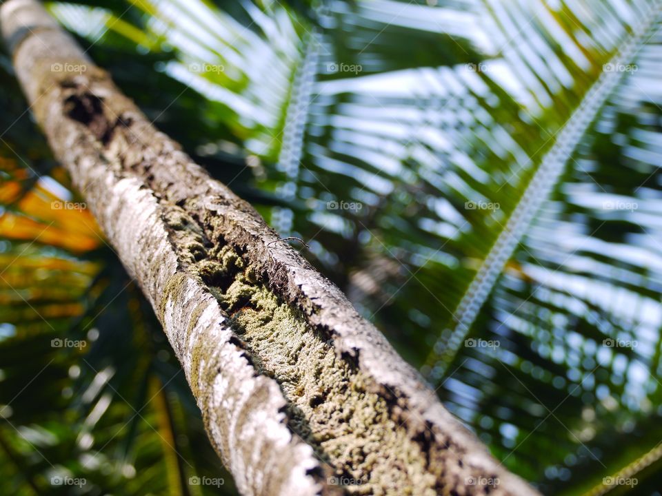 Low angle view of palm tree