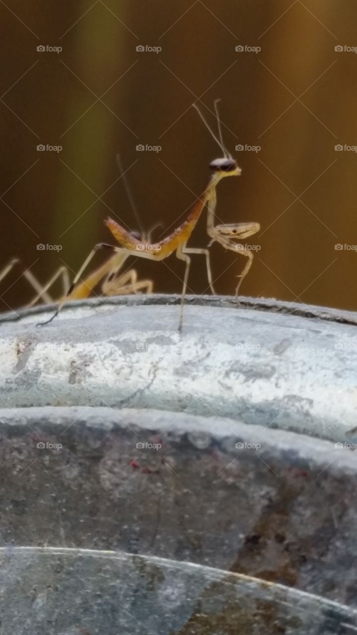 Baby preying mantis. preying mantis on ladder