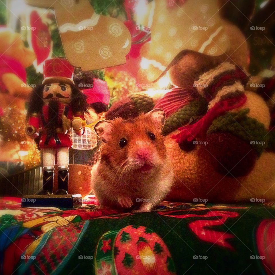 Magic Hamster Christmas