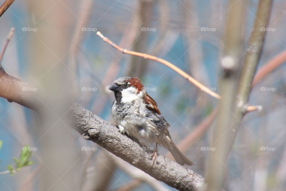 Sparrow sitting on branch