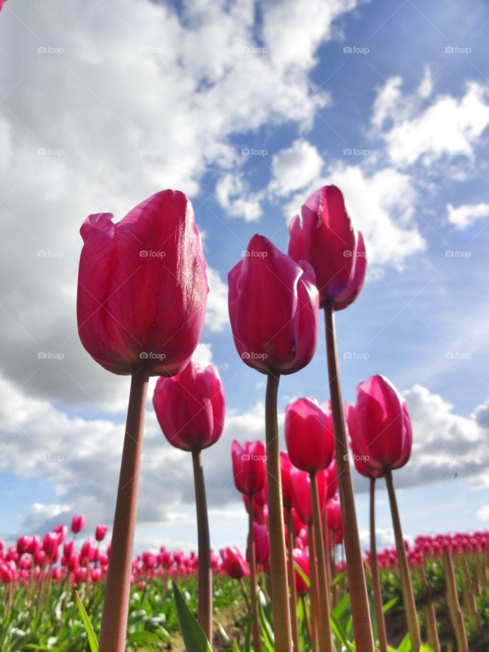 Tulips 
