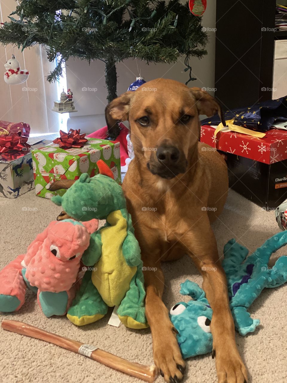 A gorgeous dogs sits under a Christmas Tree showing off brand new dog toys.