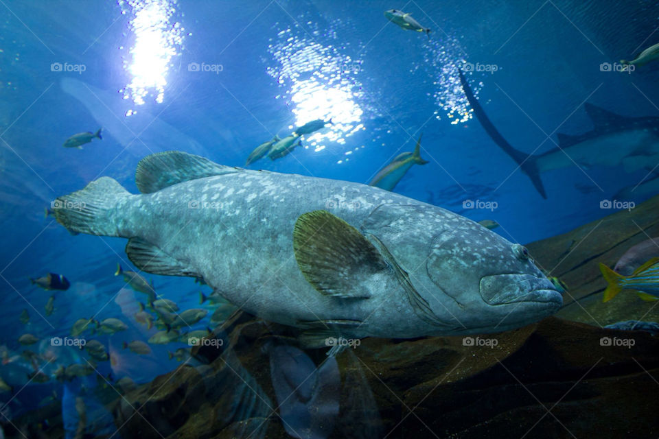 fish aquarium big reef by ventanamedia