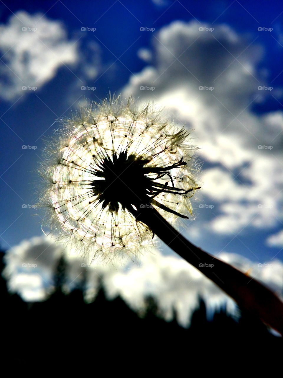 dandelions