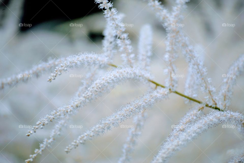 White flowers
