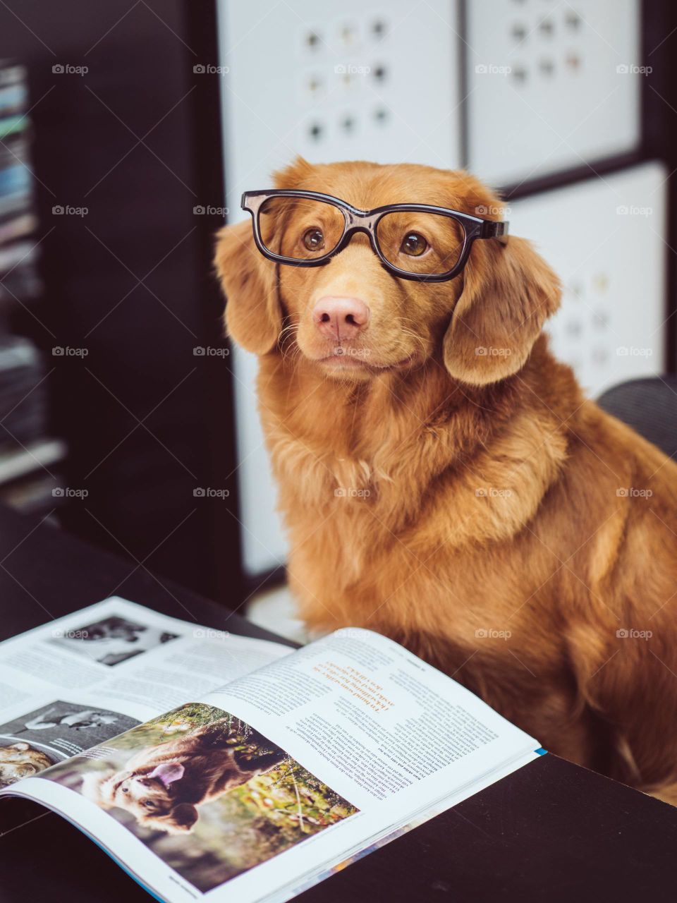 Dog sitting in front of book