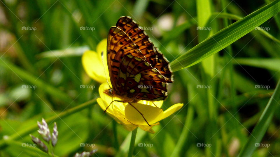 Butterfly in nature